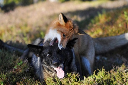 Fox és a kutya barátságos, mint egy képregény