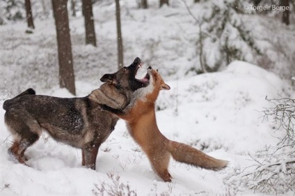 Fox și câinele sunt prieteni atât în ​​desene animate