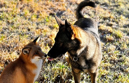 Fox și câinele sunt prieteni atât în ​​desene animate