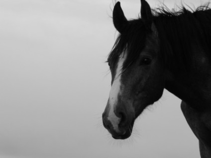 Horse Logic - un site despre cai