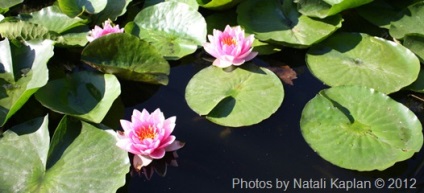 Lotus în iaz, lotus