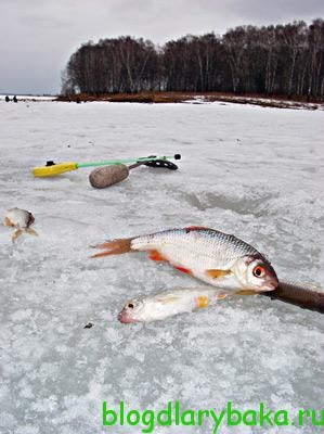 Catching roach la începutul primăverii februarie începutul lunii martie, pescar pescar vede din afară