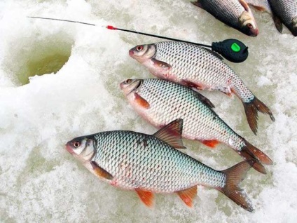 Roșca de pescuit în martie - pescuit