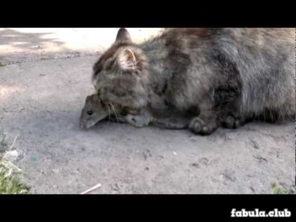 Pisicile captează șobolani (șobolanii de șobolani din pisici