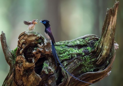 Cele mai bune fotografii despre modul în care păsările adulte se îngrijesc de copiii lor