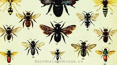 Cele mai bune remedii populare pentru mușcăturile de insecte diferite