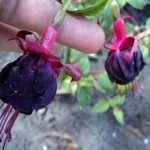 Fuchsia preferată