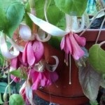 Fuchsia preferată