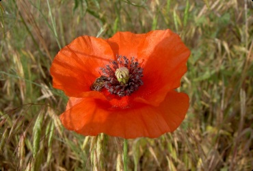 Poppy (floare) - descriere, cultivare, fotografie