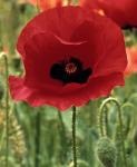 Poppy (floare) - descriere, cultivare, fotografie