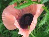 Poppy (floare) - descriere, cultivare, fotografie