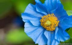 Poppy (floare) - descriere, cultivare, fotografie
