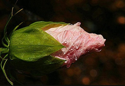 Malva - floră și faună - colț de locuit - catalog de articole - linii de viață