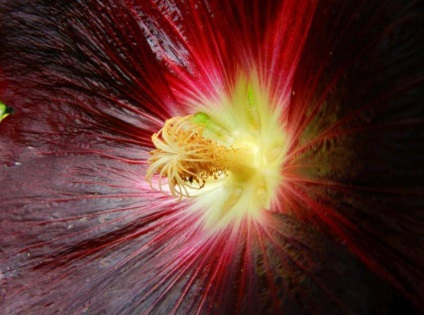 Malva - floră și faună - colț de locuit - catalog de articole - linii de viață