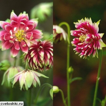 Terry aquilegia Barlow képen keveréket, fekete, kék és rózsaszín