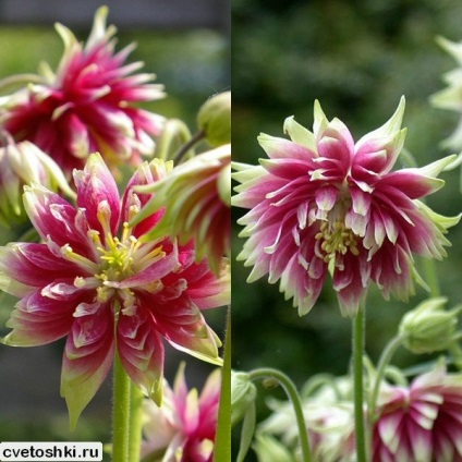 Terry aquilegia Barlow képen keveréket, fekete, kék és rózsaszín