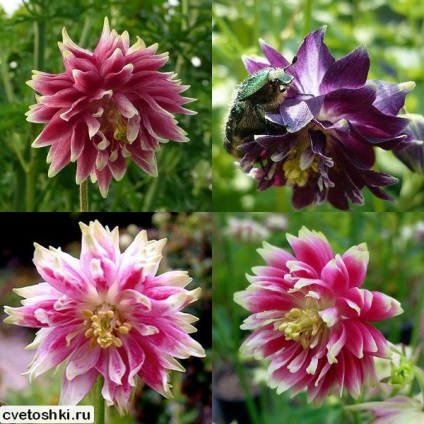 Terry aquilegia Barlow képen keveréket, fekete, kék és rózsaszín