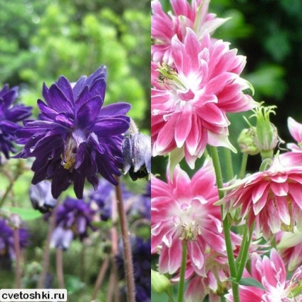 Terry aquilegia barlow pe mixul de fotografii, negru, albastru și roz