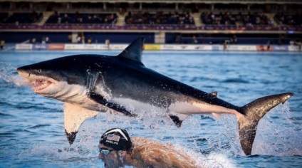 Michael Phelps a pierdut inotul cu rechinul alb, fanii sunt dezamagiti