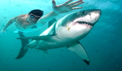 Michael Phelps a pierdut înotul la rechinul alb, fanii sunt dezamăgiți