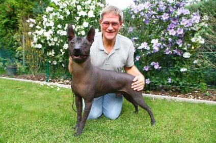 Mexican Dog Hairless (xoloitzcuinzli) - articole de casă, alegere, îngrijire și educație,