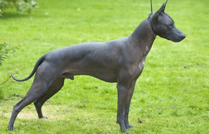 Mexican Dog Hairless (xoloitzcuinzli) - articole de casă, alegere, îngrijire și educație,