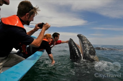 Un loc unde turiștii pot sărute o balenă, l