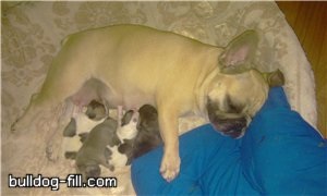 Buldogii mei dulci! Bulldogoman Forum - Filtru de buldog englezesc