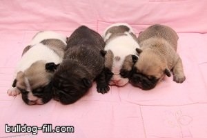 Buldogii mei dulci! Bulldogoman Forum - Filtru de buldog englezesc