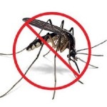 Remedii populare pentru mușcături de insecte 1