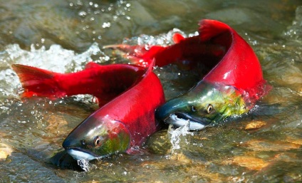 Sockeye lazac hogy a hal - egy leírást, élőhely, ívás, halászat sockeye, hasznos tulajdonságok, receptek