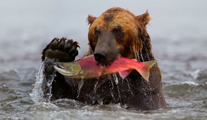 Nerka pentru pești - descriere, habitat, reproducere, pescuit de sockeye, proprietăți utile, rețete