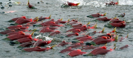 Nerka pentru pești - descriere, habitat, reproducere, pescuit de sockeye, proprietăți utile, rețete