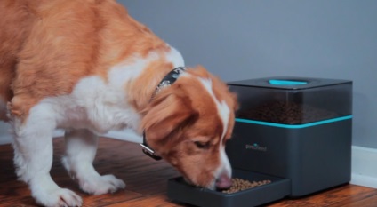 Un nou dispozitiv interesant pentru hrănirea de la distanță a unui câine (fotografie, video)