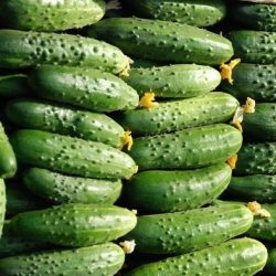 Cucumber Curaj f1 descriere, comentarii, fotografii, plantare și de îngrijire