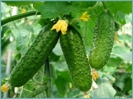 Cucumber Curaj f1 descriere, comentarii, fotografii, plantare și de îngrijire