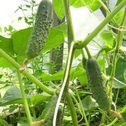 Cucumber Curaj f1 descriere, comentarii, fotografii, plantare și de îngrijire