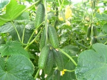 Cucumber curaj f1 comentarii, poze, descrierea varietății, cultivarea în aer liber