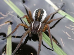 Descrierea păianjenului de apă din specia de argint, fotografie