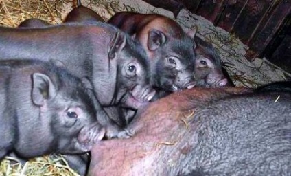 Porc de porci vietnamezi