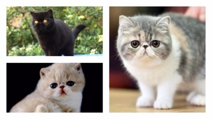 Caracteristicile caracteristicilor caracteristice ale pisicii exotice