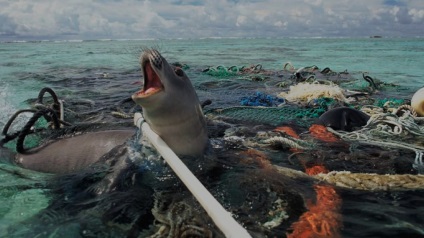 Opriți poluarea oceanului, shareamerica