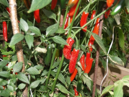 Serrano chili paprika