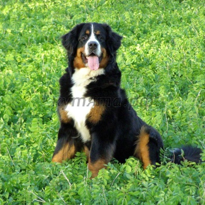 Recenzii ale rasei câine de munte Bernese