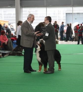 Despre expoziție, ce este o expoziție, cum să arătați un câine la o expoziție