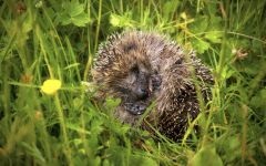 Arsuri în arici, un arici a primit o arsură termică, un arici ars o labă cu foc, un tratament al arsurilor în arici, o boală