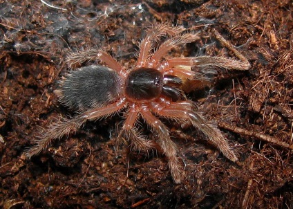Spider tarantula fotografie, specie, conținut și reproducere, păianjen acasă, muscatura, molt, hrănire, mărime,