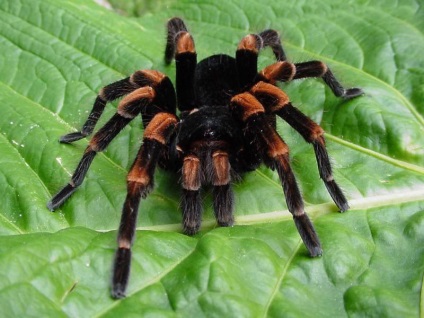Spider tarantula fotografie, specie, conținut și reproducere, păianjen acasă, muscatura, molt, hrănire, mărime,