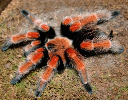 Spider tarantula fotografie, specie, conținut și reproducere, păianjen acasă, muscatura, molt, hrănire, mărime,