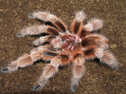 Spider-tarantula - animalul perfect